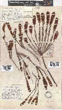 Erica regerminans image