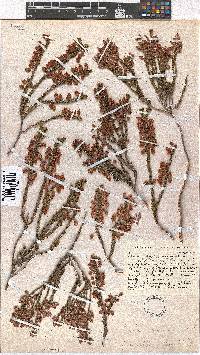 Erica regerminans image