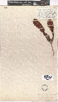 Erica regerminans image