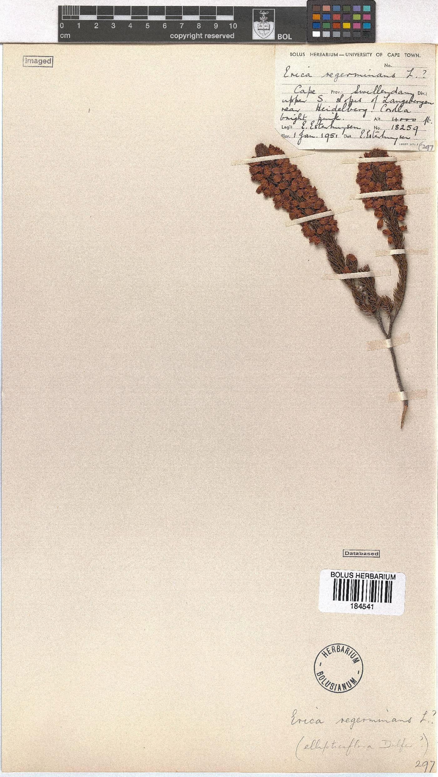 Erica regerminans image