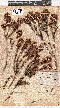 Erica regerminans image