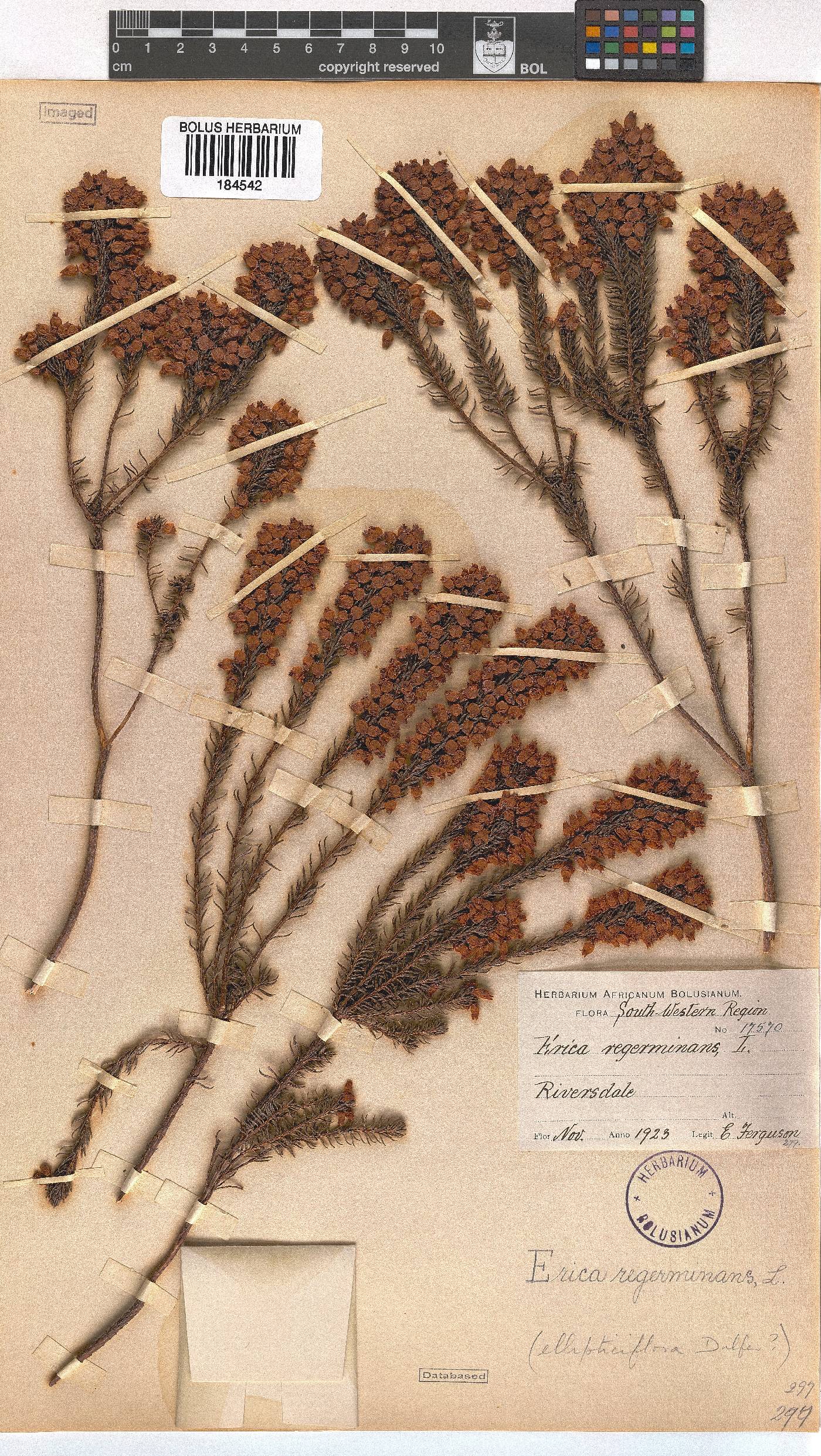 Erica regerminans image