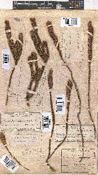 Erica pyxidiflora image