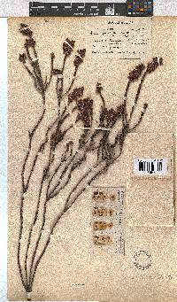 Erica pulchella var. major image