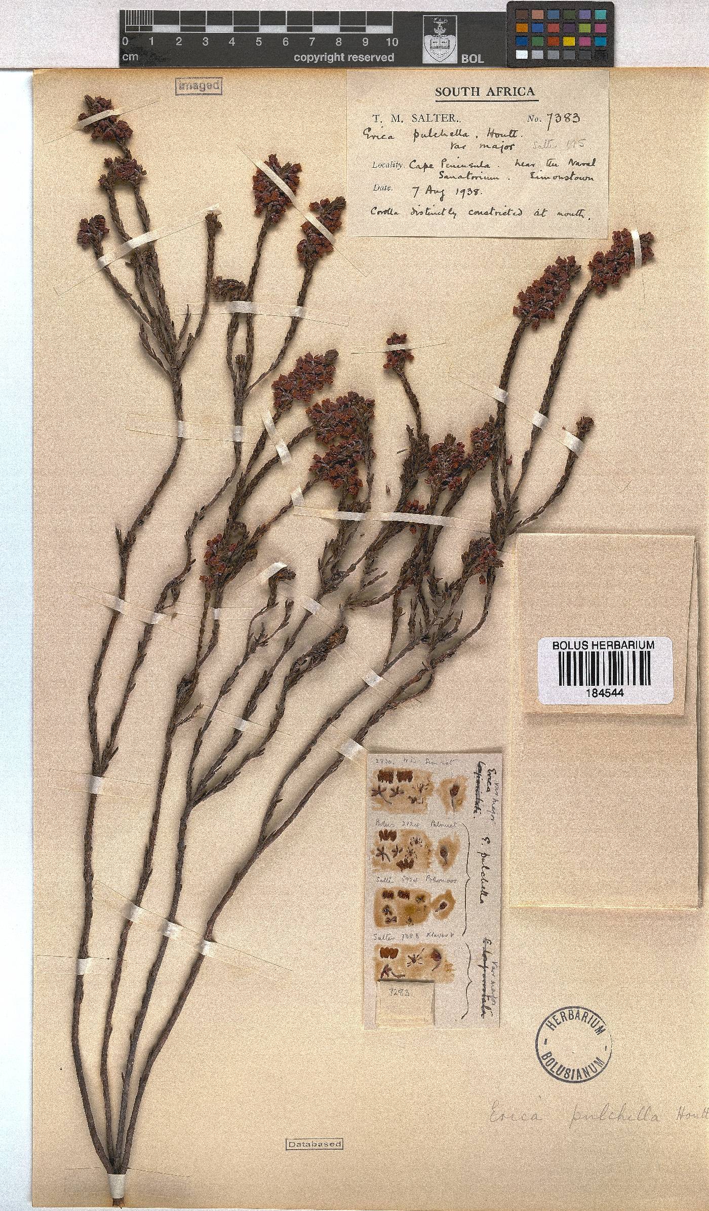 Erica pulchella var. major image