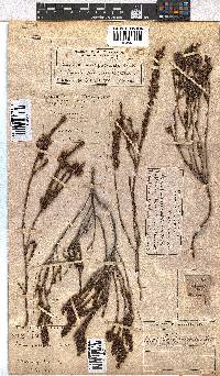 Erica pulchella var. major image