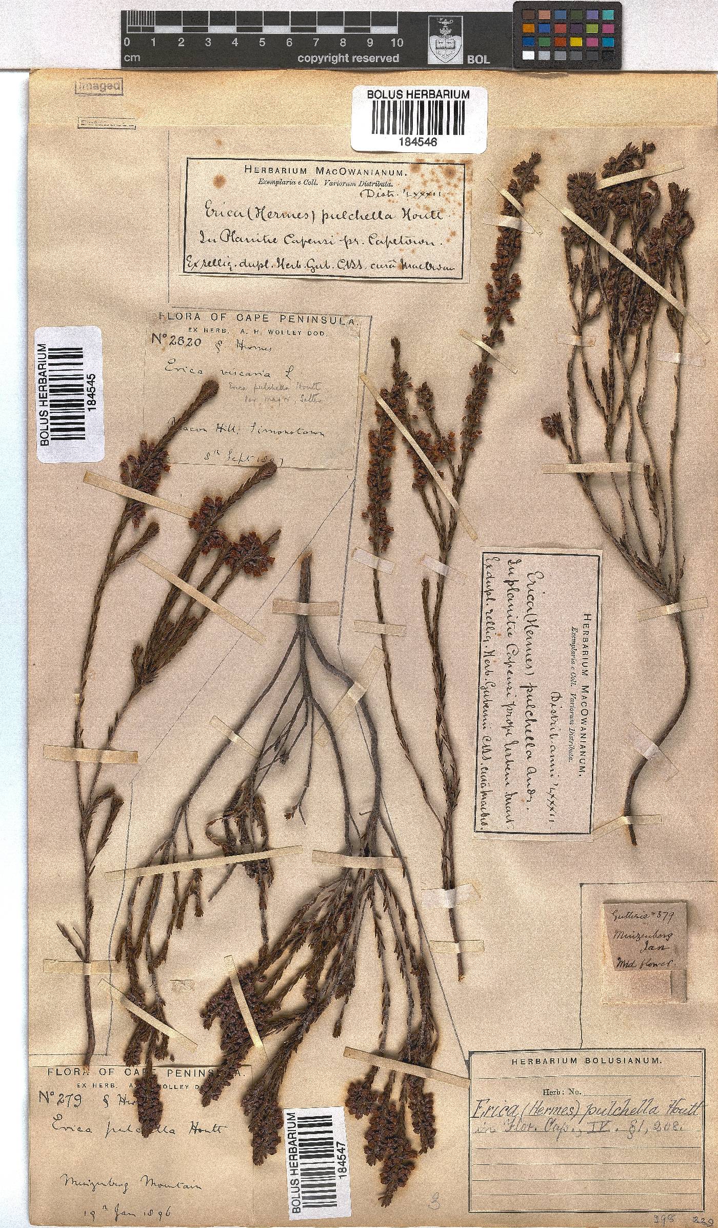 Erica pulchella var. major image