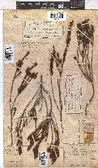 Erica pulchella var. major image