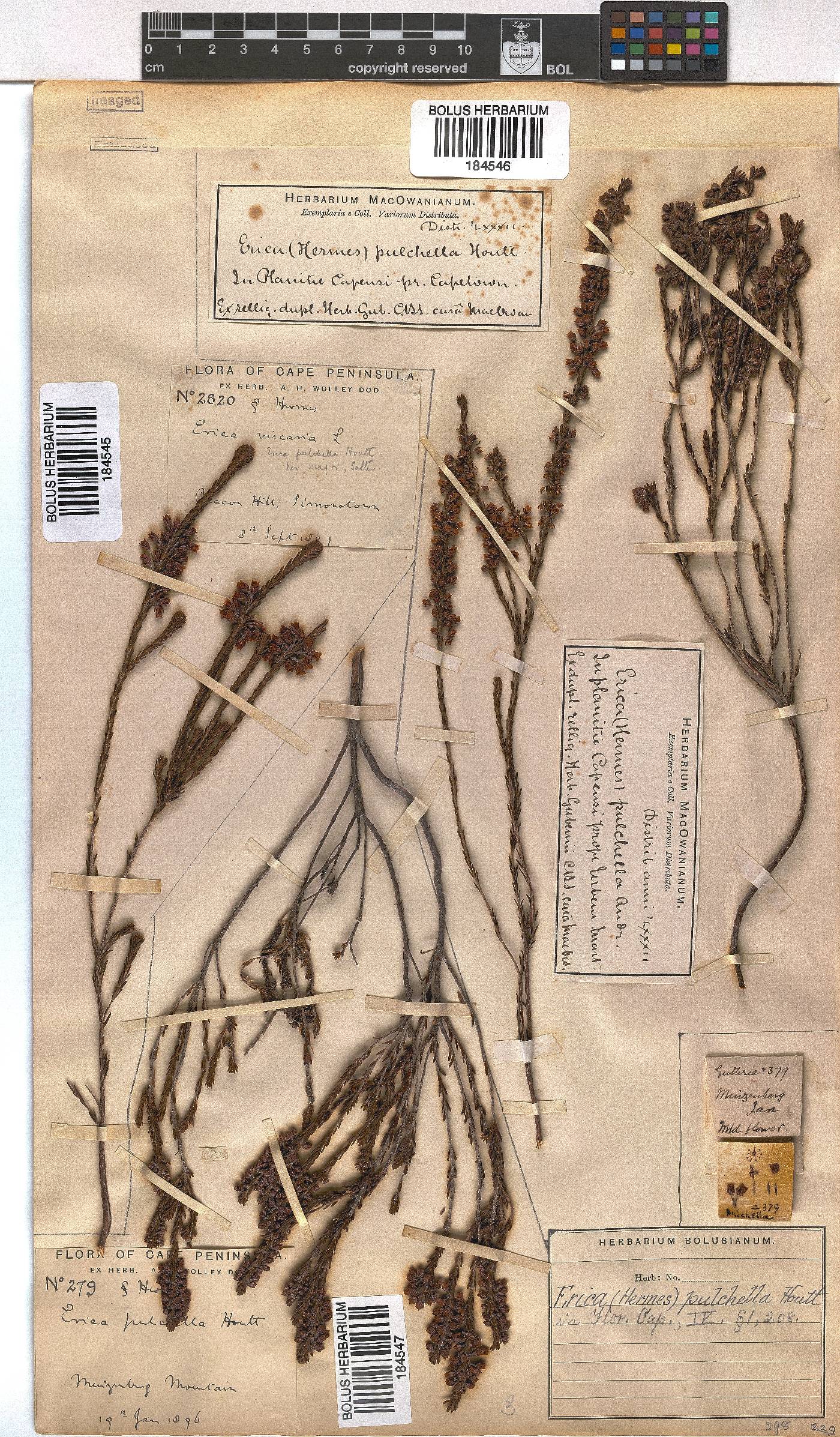 Erica pulchella var. major image