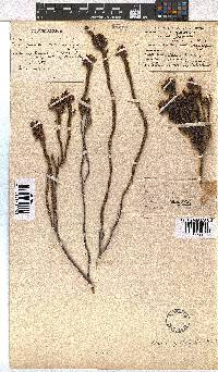 Erica pulchella image