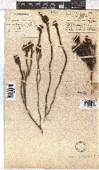 Erica pulchella var. major image