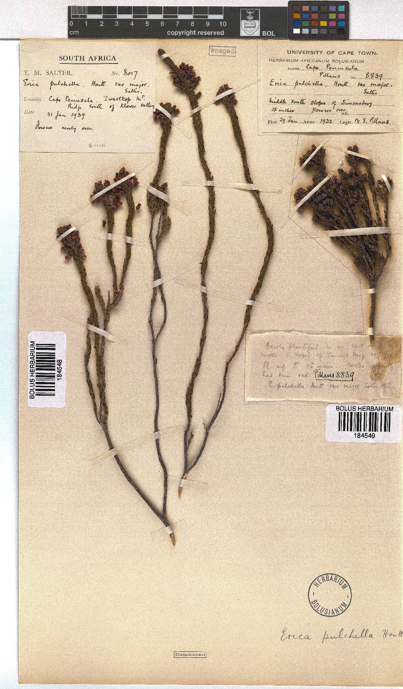 Erica pulchella var. major image