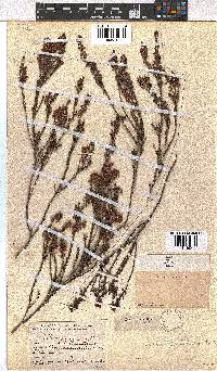 Erica pulchella image