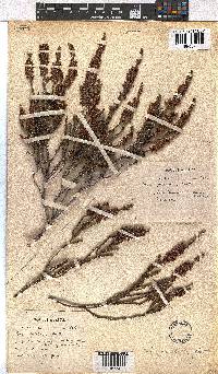 Erica pulchella image