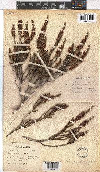 Erica pulchella image