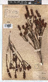 Erica pulchella image