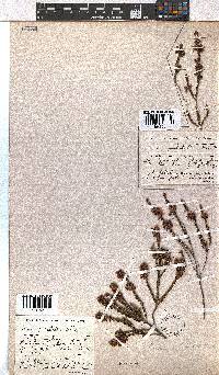 Erica pulchella image