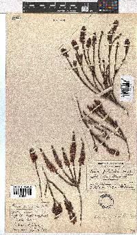 Erica pulchella image