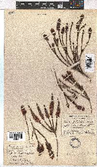 Erica pulchella image