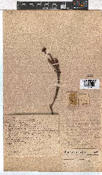 Erica pulchella image