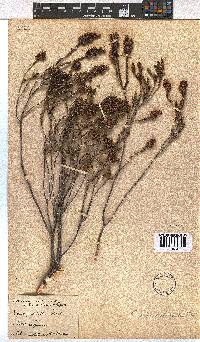 Erica pulchella image