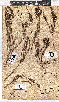 Erica pulchella image