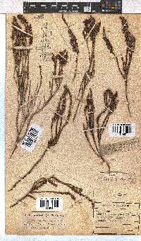 Erica pulchella image