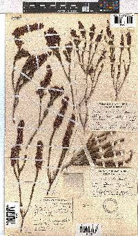 Erica pulchella image