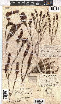 Erica pulchella image