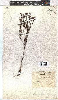 Erica pulchella image