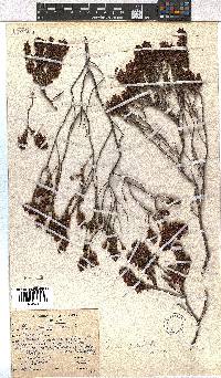 Erica pulchella image