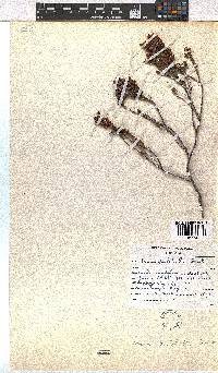 Erica pulchella image