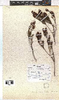 Erica pulchella image