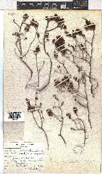 Erica pulchella image