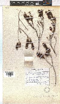 Erica pulchella image