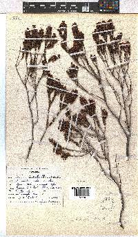 Erica pulchella image