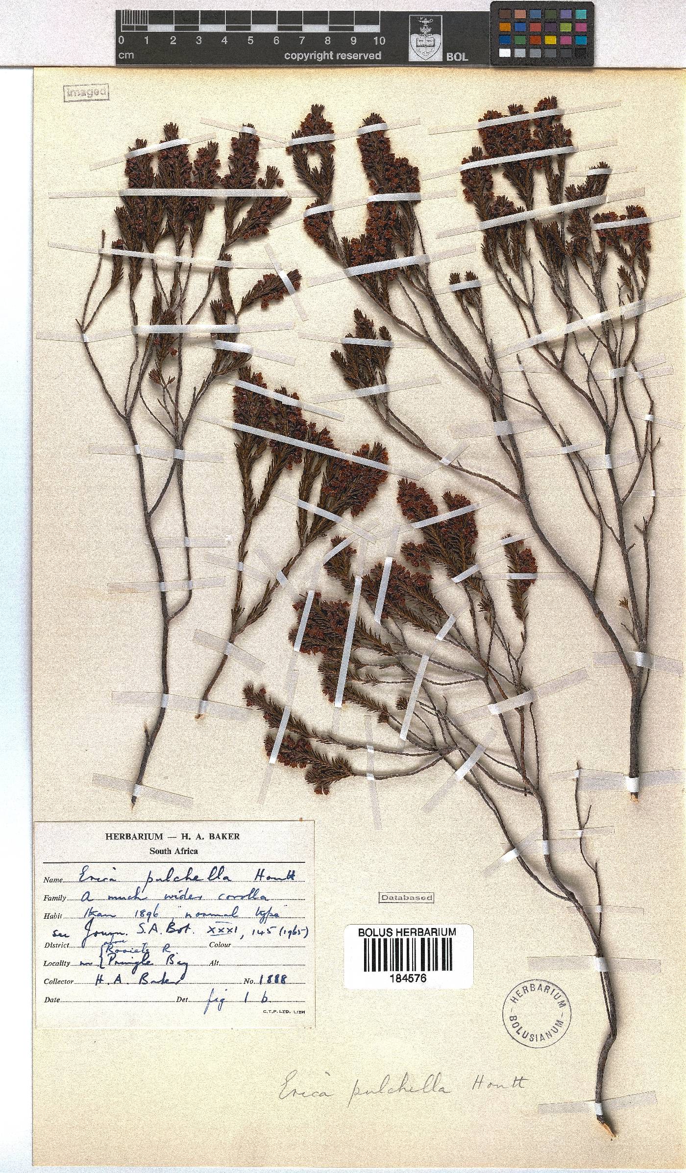 Erica pulchella image
