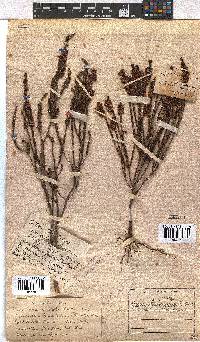 Erica pulchella image