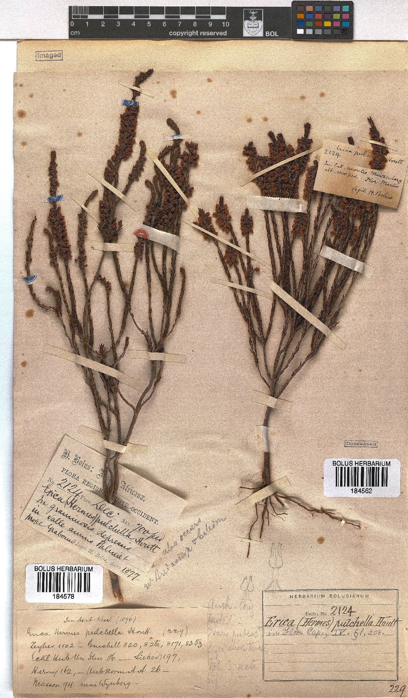 Erica pulchella image