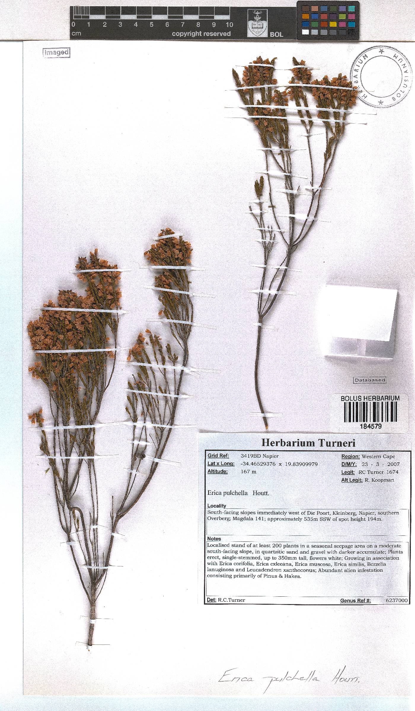 Erica pulchella image