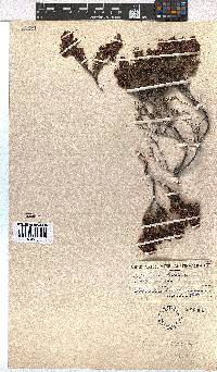 Erica pulchella image