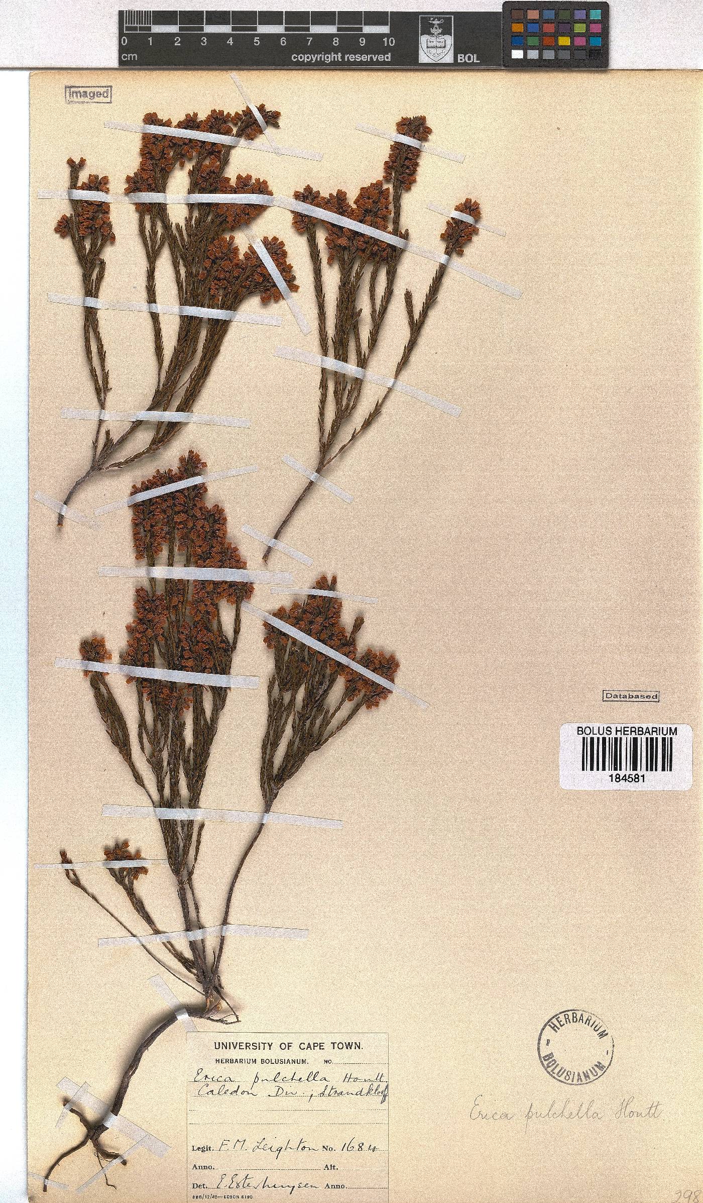 Erica pulchella image