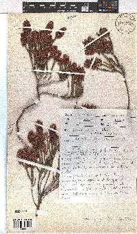 Erica pulchella image