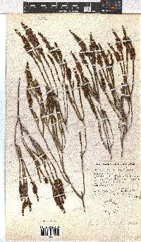 Erica pulchella image