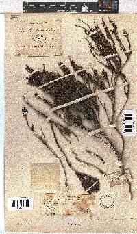 Erica pulchella image