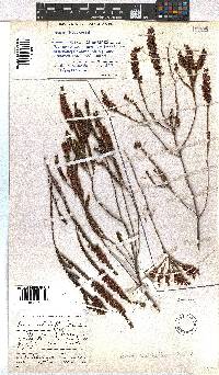 Erica pulchella image