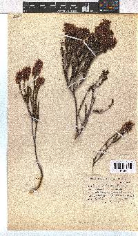 Erica pulchella image