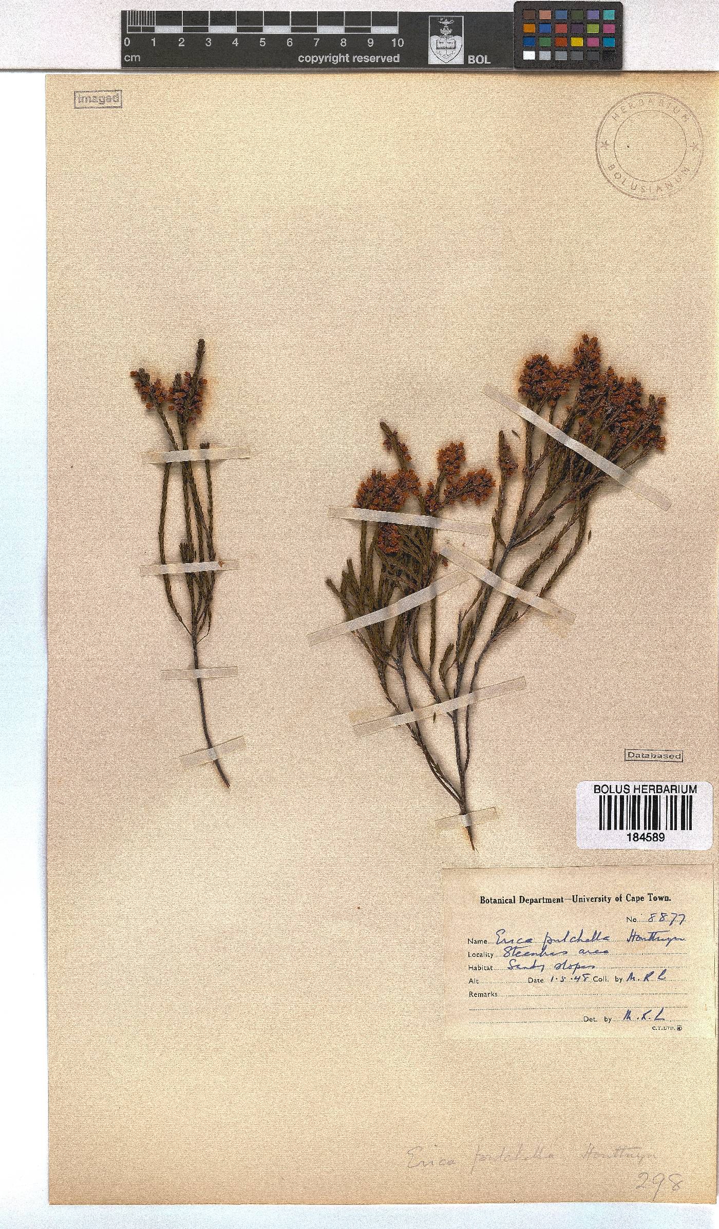 Erica pulchella image