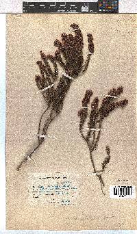 Erica pulchella image