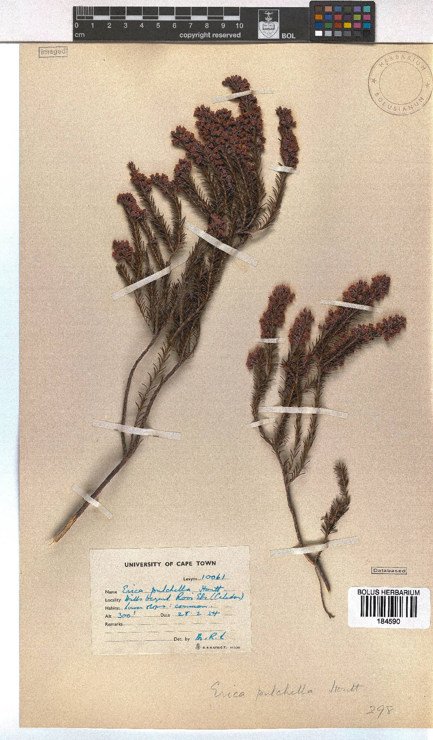 Erica pulchella image